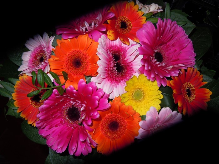 A bouquet of colorful Gerbera daisies
