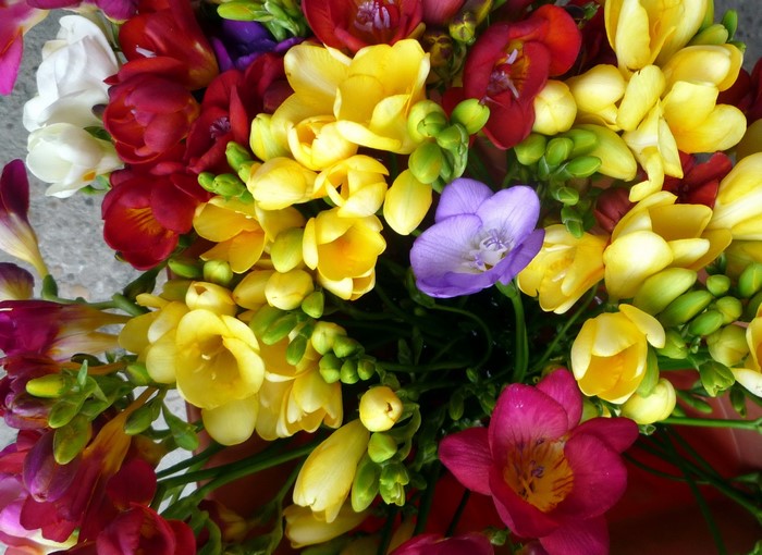 A bouquet of colorful Freesia flowers