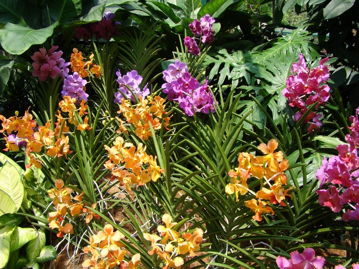 Orchids in a garden
