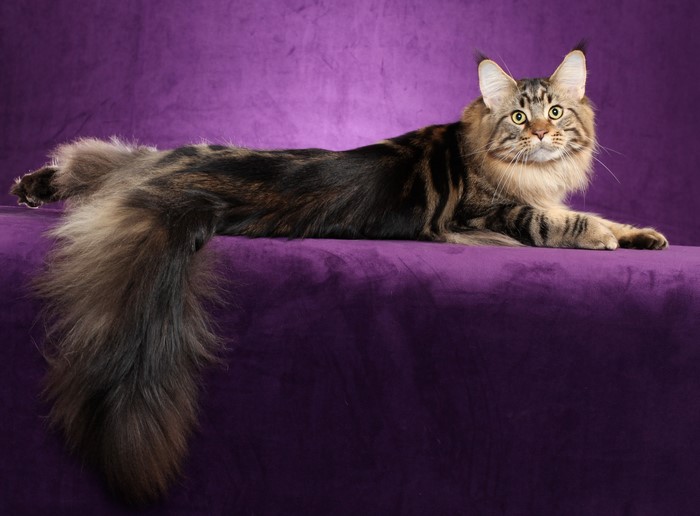 Maine Coon cat with fluffy tail on purple background