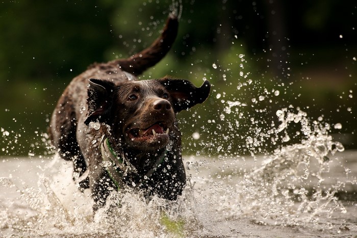 Chocolate Labrador running through water splashing