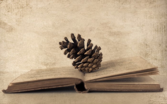 Pine cone on an open old book