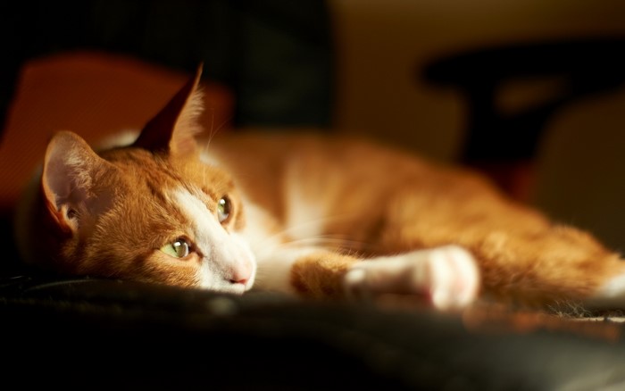 Ginger and white cat lying down