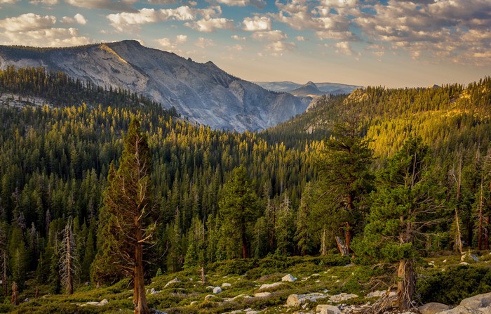Yosemite National Park Forest Scenery