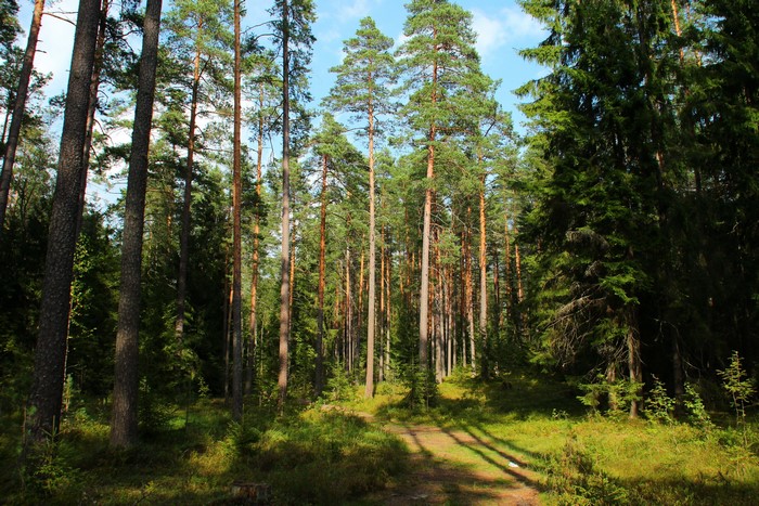 Forest path with tall pine trees