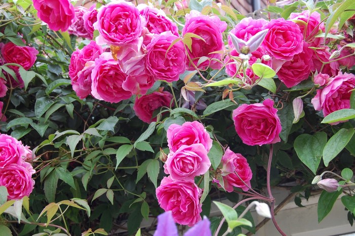 Pink roses and green leaves on a vine
