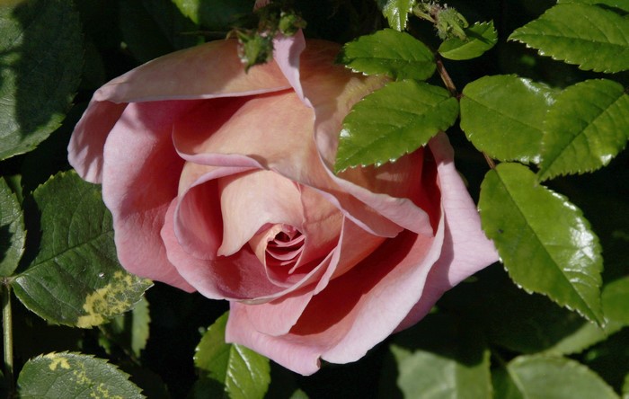 Pink rose with green leaves
