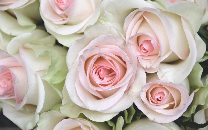 Close-up of white and pink roses