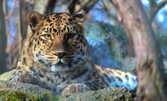 Leopard resting on a rock