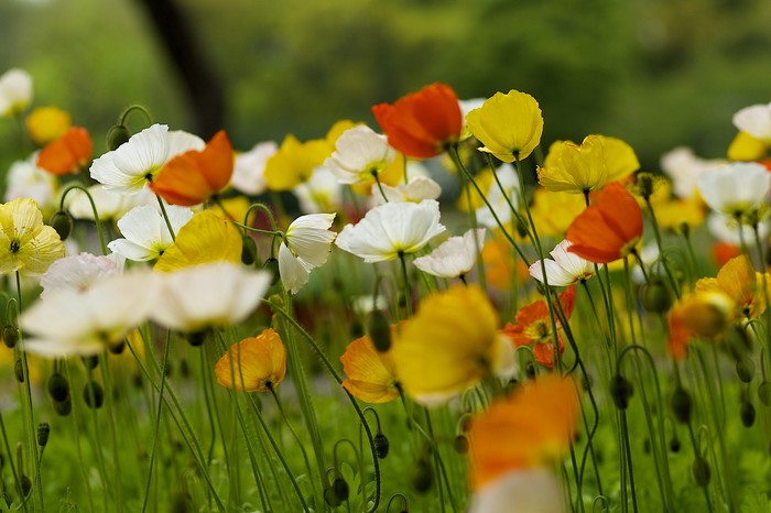 Field of colorful poppies in bloom