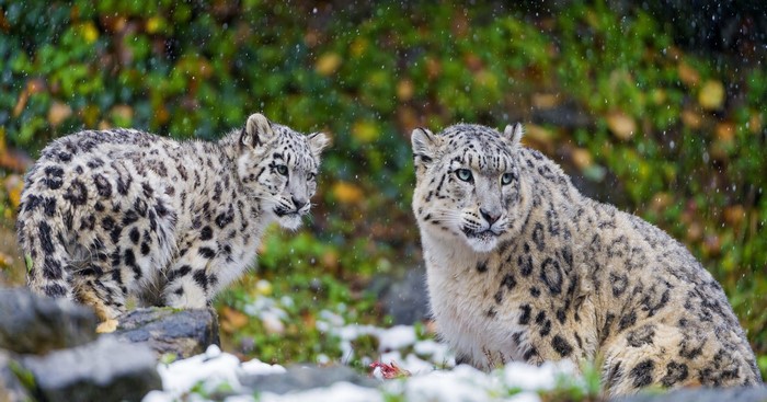 Two snow leopards in the snow