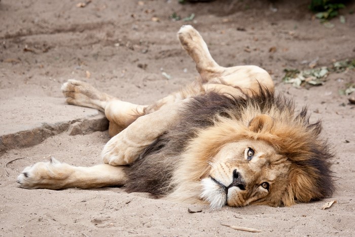 Lion lying on the ground