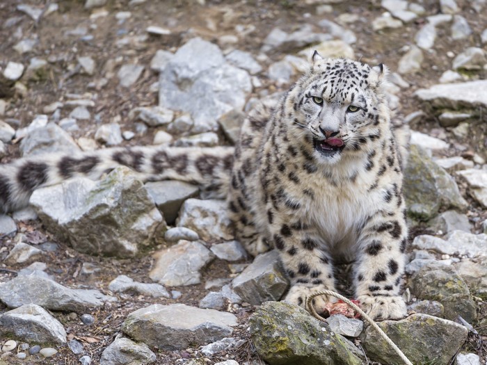 Snow leopard sitting on rocks with food