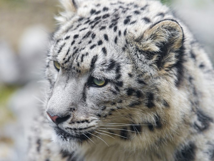 Close-up of a Snow Leopard's Face