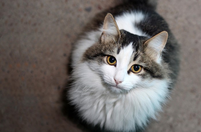Fluffy cat with yellow eyes looking up