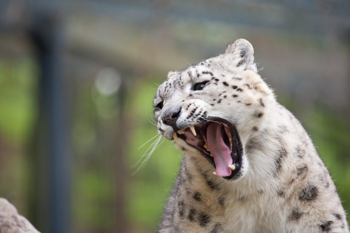 Snow leopard yawning with mouth wide open