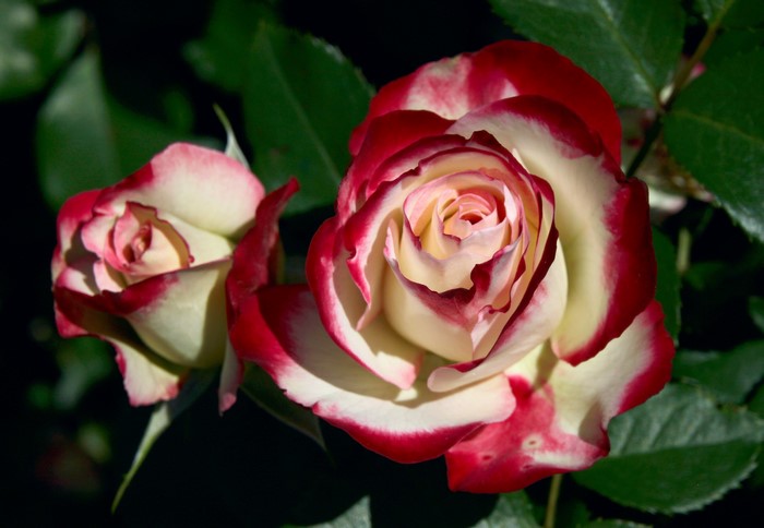Two bicolor roses with red edges