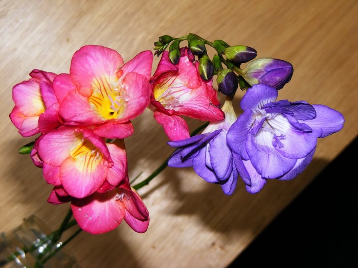 Pink and purple freesia flowers