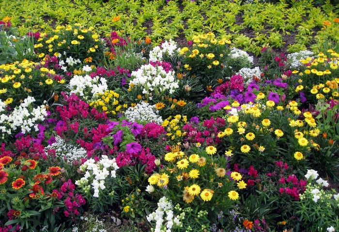 A vibrant flower bed with many colorful blooms