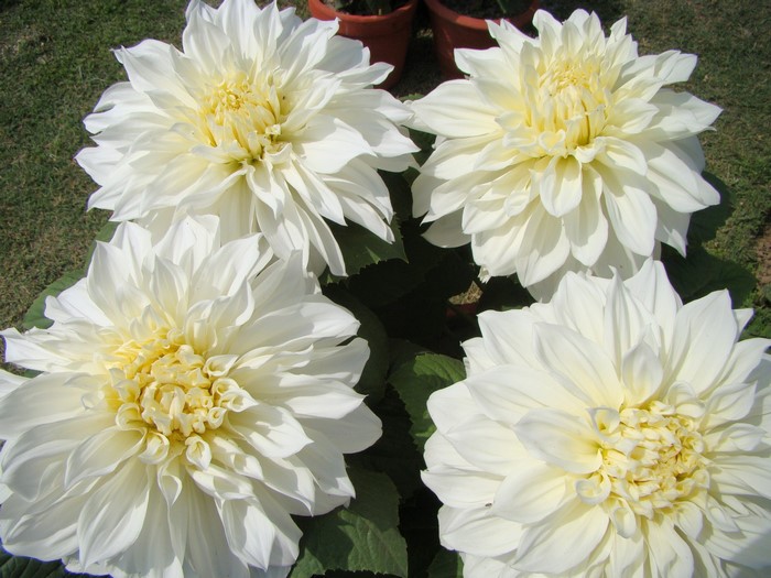 Four white dahlias in a garden