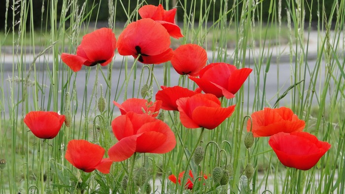 Field of red poppies and green grass