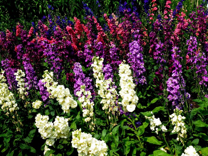 A bed of colorful flowers including white, purple, and pink delphiniums