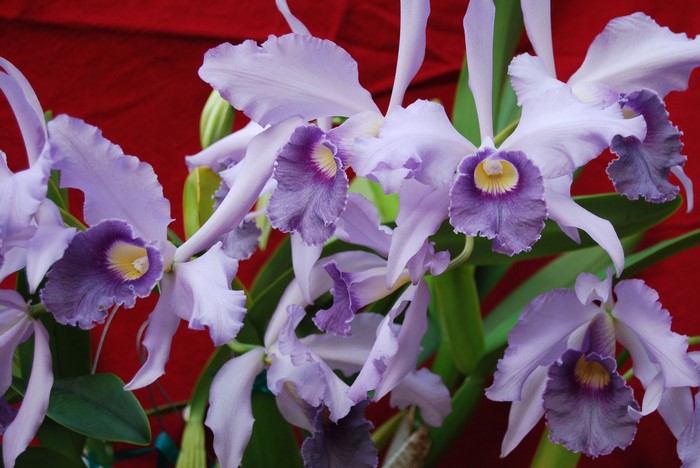Close-up of purple and white orchids
