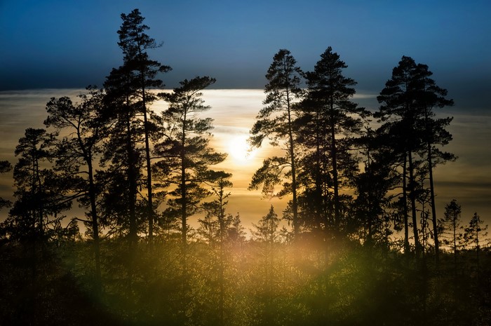 Silhouetted pine trees against a sunset sky