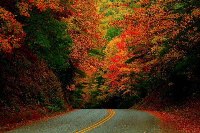 Road through autumn forest in North Carolina, USA