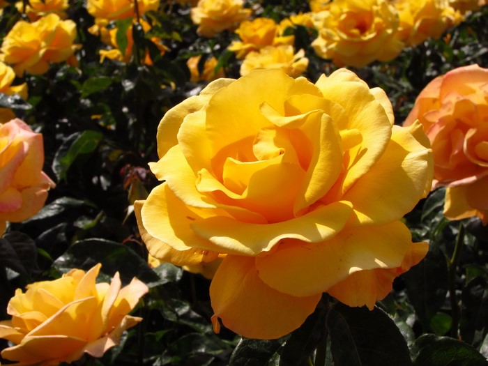 Yellow roses in a garden