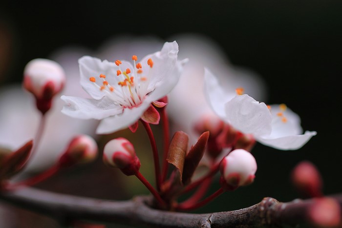 Close-up of white cherry blossoms and buds