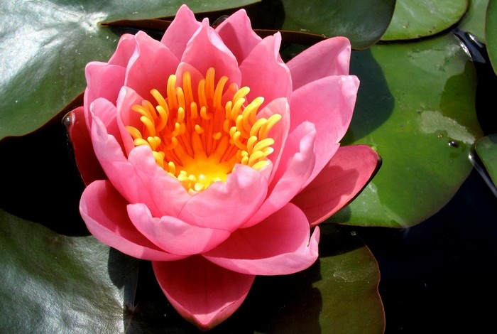 Pink water lily flower with yellow center