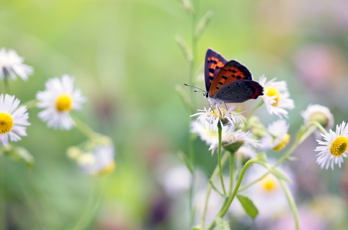 Butterfly on a daisy flower