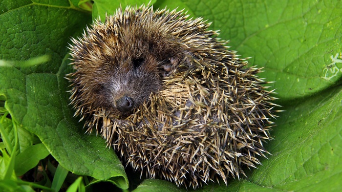 Hedgehog curled up on green leaves
