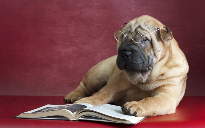 Shar Pei puppy wearing glasses reading a book