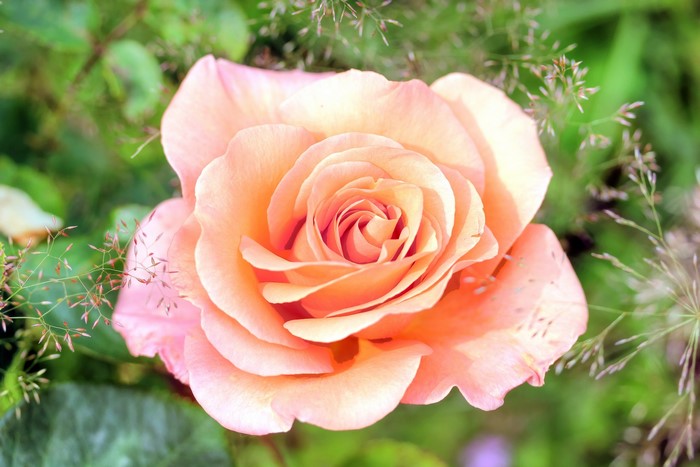 Close-up of a peach and pink rose with grass