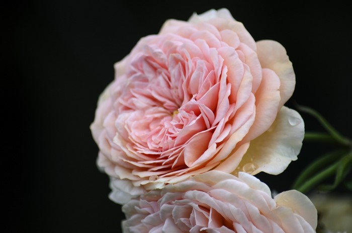 Close-up of a delicate pink rose with water droplets