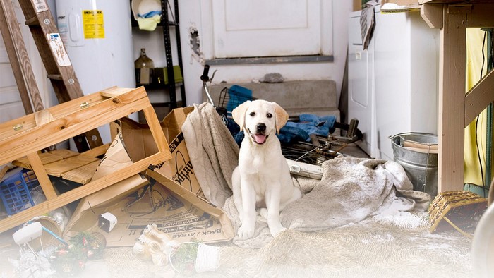 Yellow Labrador puppy sitting in a cluttered garage