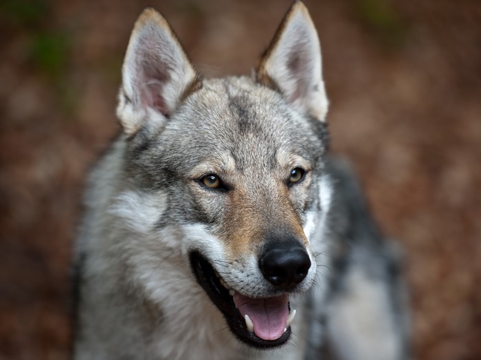 Czechoslovakian wolfdog looking to the side