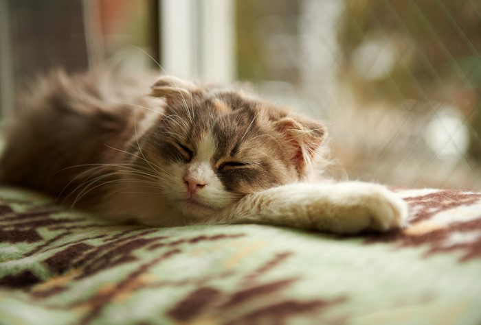 A fluffy cat sleeping on a blanket