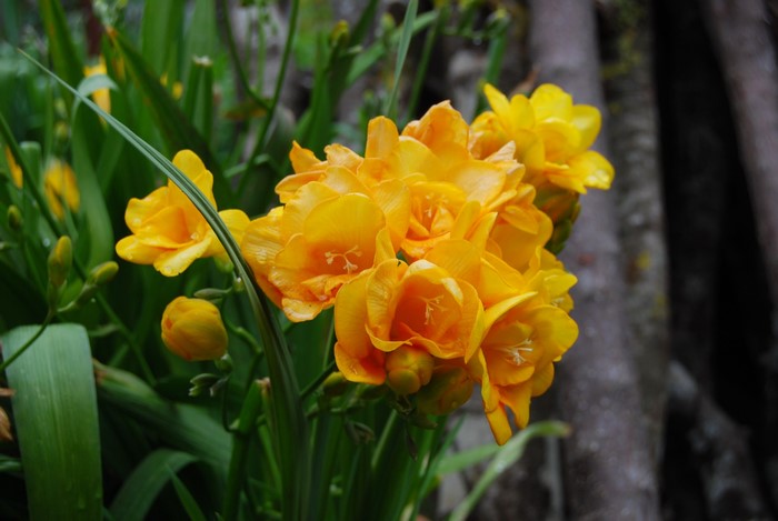 Yellow Freesia flowers blooming