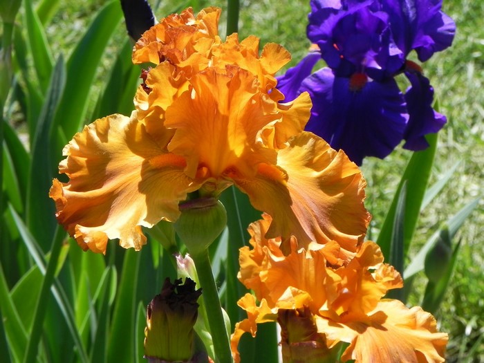Orange and purple irises in a garden