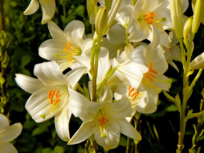 White Lilies in Bloom