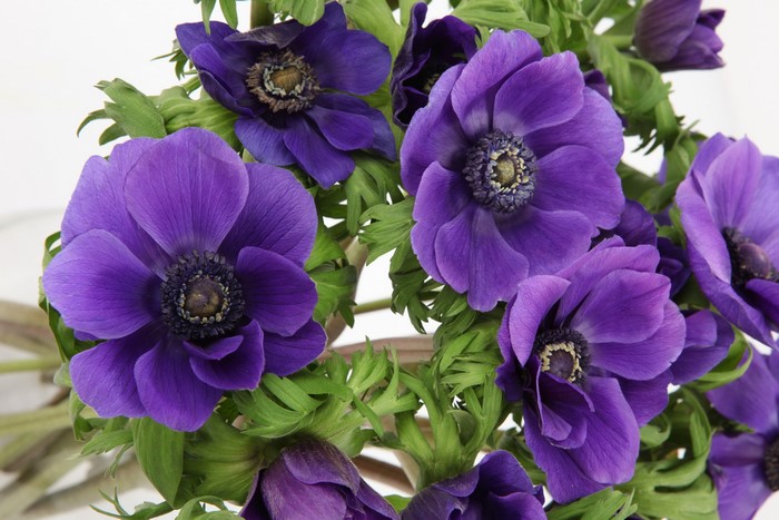 Close-up of purple Anemone flowers with green leaves