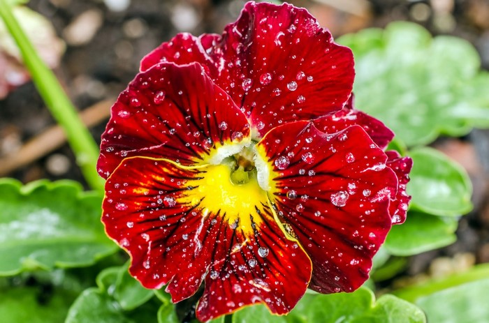 Red pansy flower with water drops