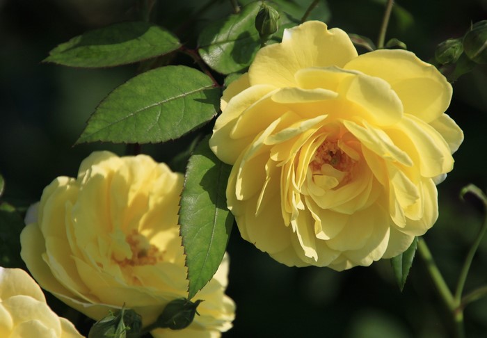 Yellow roses with green leaves