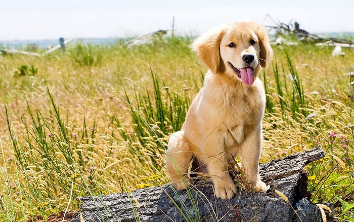 Golden Retriever puppy sitting on a log
