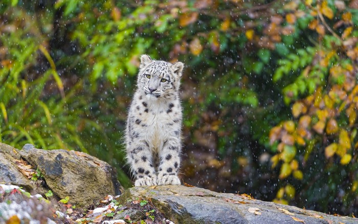 A snow leopard cub sits on rocks in the snow