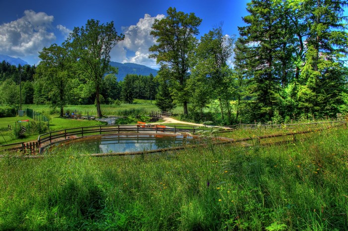 Pond and trees in a green landscape