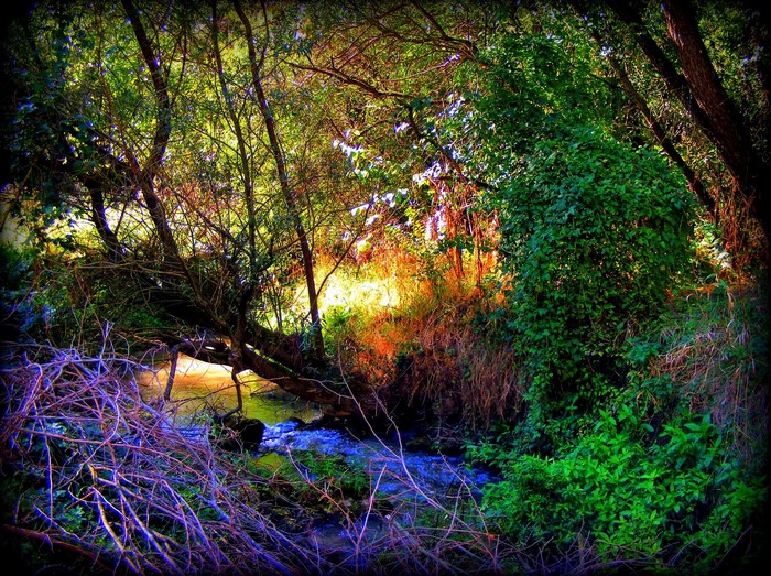 Forest stream with fallen tree and colorful foliage